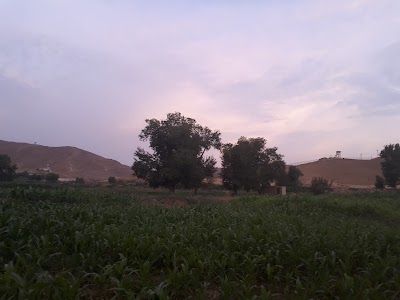 Gul Bagh