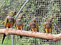 Élevage Des Ailes / Refuge Des Ailes à Le Faouët