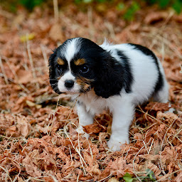 Photo n°24 de Domaine Pinsolle à Rivière-Saas-et-Gourby (Pension pour chats)