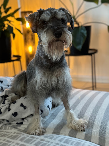 Queensland Veterinary Specialists