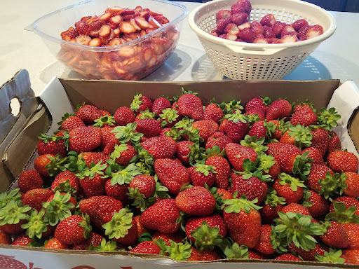 Backyard Berries - Visual
