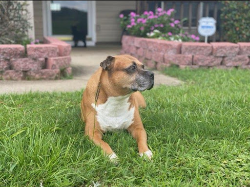 Daleville Animal Hospital Gallery - United States