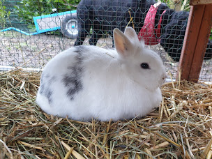 Photo n°12 de Le Domaine des Doudous à Gallardon (Éleveur)