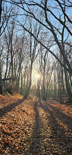 Bergbos - Visual