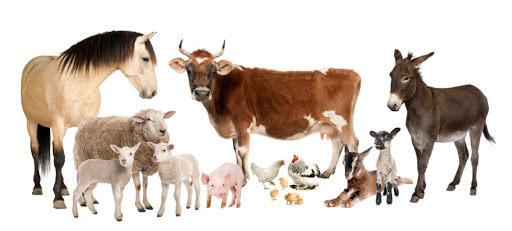 Tillery Animal Health