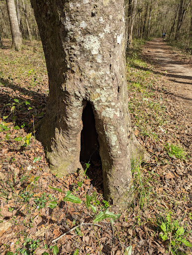 San Felasco State Hammock Preserve Parking - Thumbnail