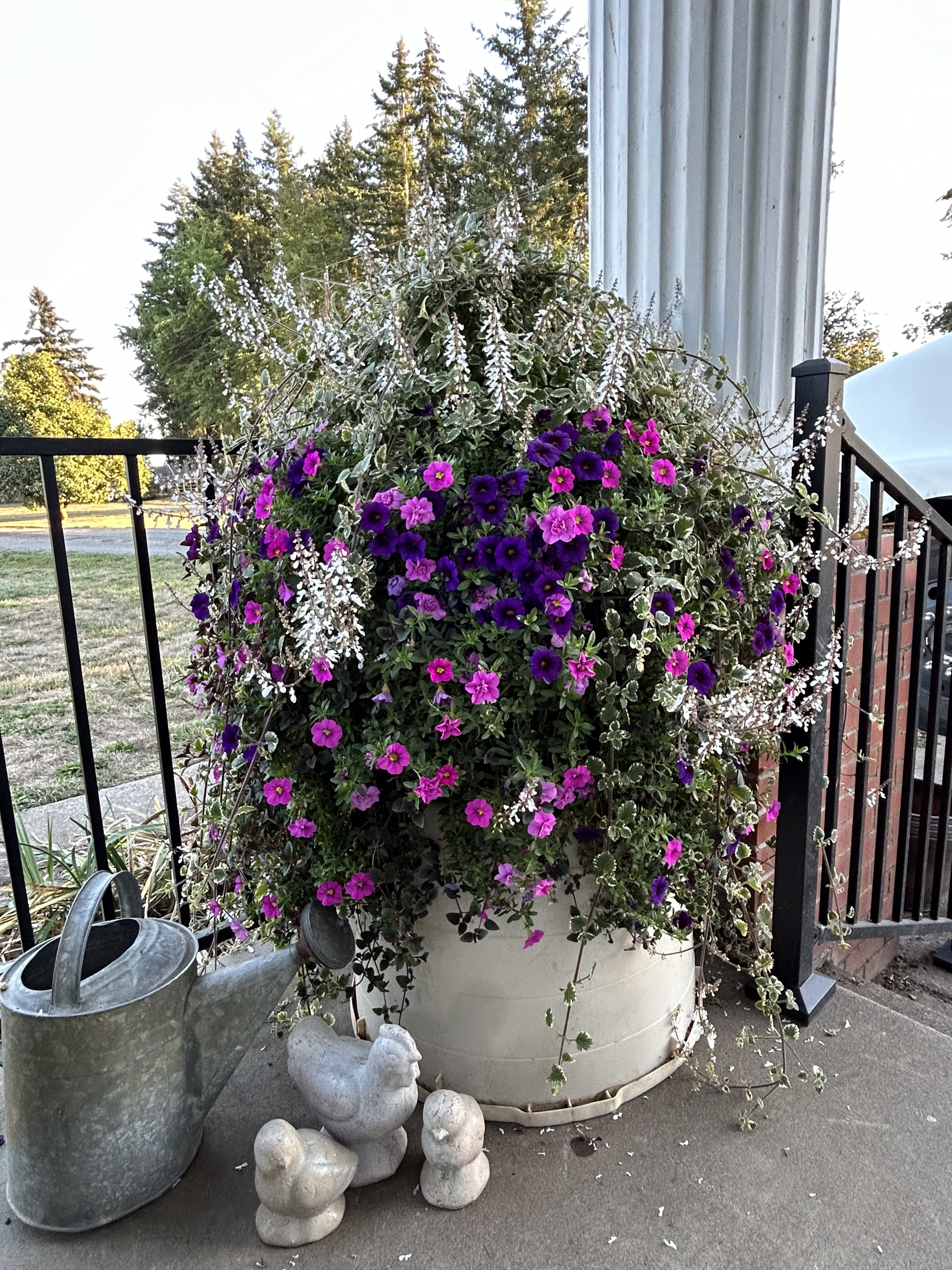 Campbell Farms