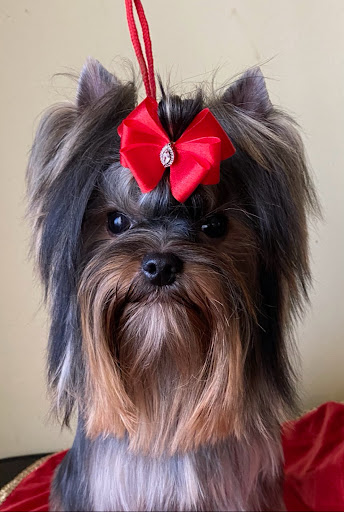 Grooming Dog - salon dla psów