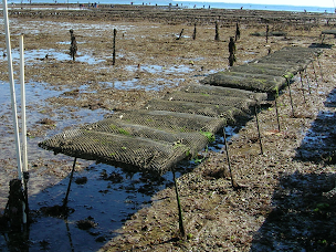 Photo n°15 de Huîtres Eric CAILLOCE à Saint-Philibert (Éleveur)