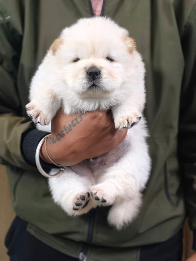 Chow Chow pups available in Lucknow, for more details please call or whatsapp me... post image