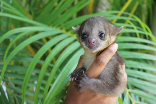McCarthy's Wildlife Sanctuary - Thumbnail