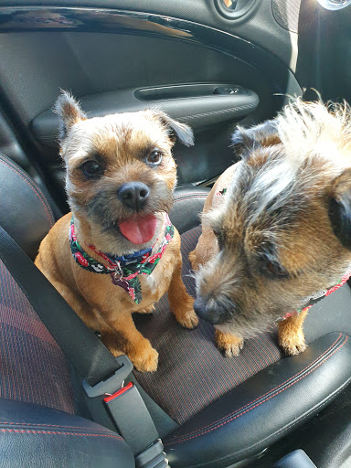 Bow Wow Scotland Dog Grooming Studio Gallery - United Kingdom