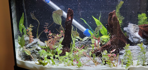Dream Aquatics - Visual