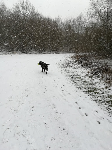 Twyford Woods - Thumbnail