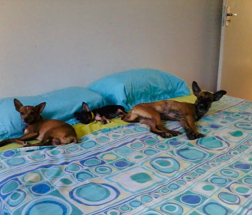 PetGreenes Veterinaria Especialista en Nutrición de Perros y Gatos. - Thumbnail