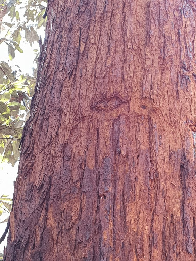 Millstream Conservation Park - Visual
