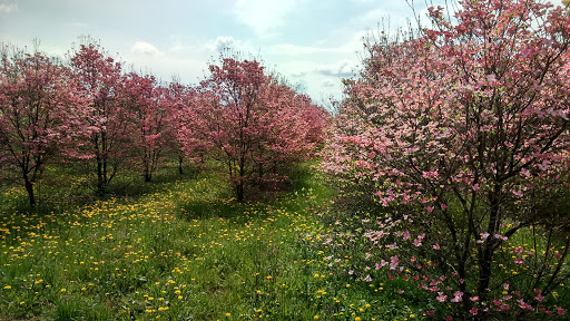 Azienda Agricola Florovivaistica Corbella - Thumbnail