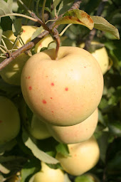 Photo n°13 de Domaine St André- Philippe BILOCQ à La Saulce (Ferme bio)