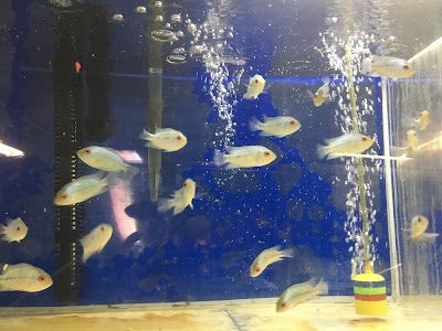 Pet Zone Tropical Fish