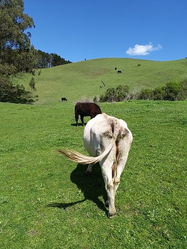 Wildcat Canyon Regional Park - Thumbnail