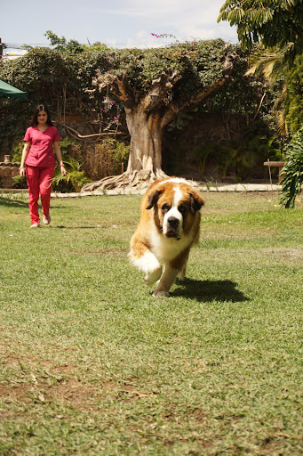 Clinica Veterinaria Vista Hermosa