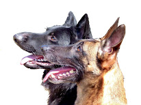 K9'SCHOOOL à Pouxeux