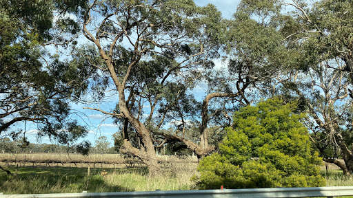 Penola Golf Course - Thumbnail