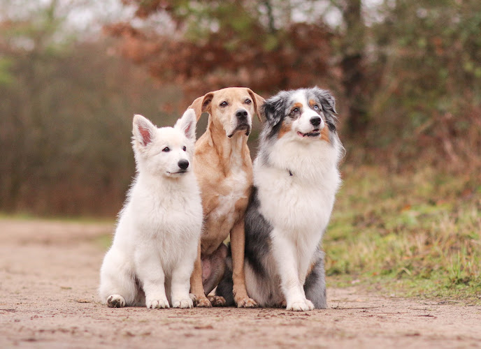 Hundeschule Landherr photo