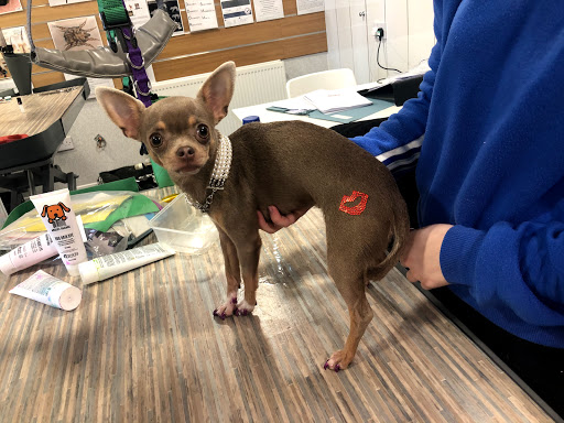 Pampers Dog Stylists Gallery - United Kingdom