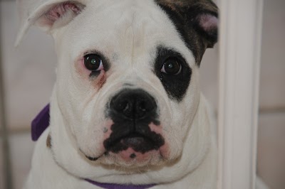 Photos of Freeland Animal Hospital