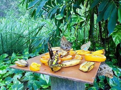 Photos of Aruba Butterfly Farm
