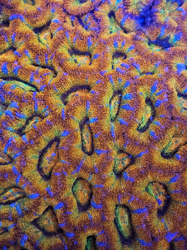 Supreme Reefs - Thumbnail
