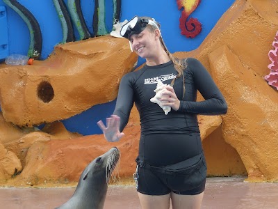 Golden Dome Sea Lion Show