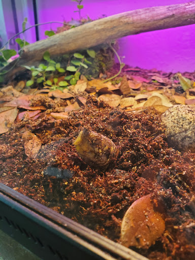 Permian Exotics - Visual