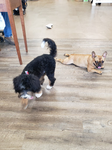 Paw Daddy's Pet Salon - Thumbnail