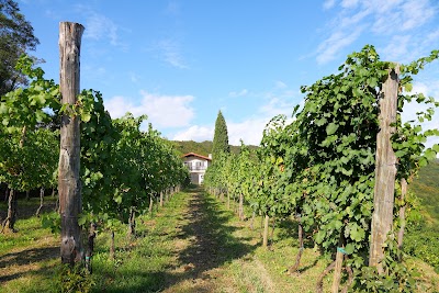 Coloreti Suffumbergi - Italienische Weine & Olivenöl