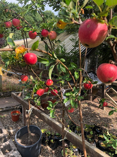 The Apple Orchard Nursery Ltd Gallery - United Kingdom