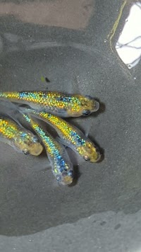 めだかの隠れ里