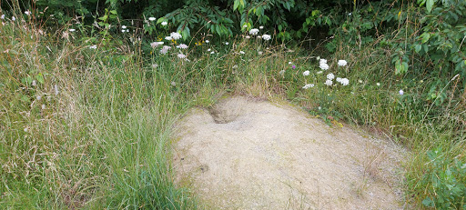 Ditton Quarry - Visual