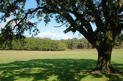 Solsveld (Loenense Bos)