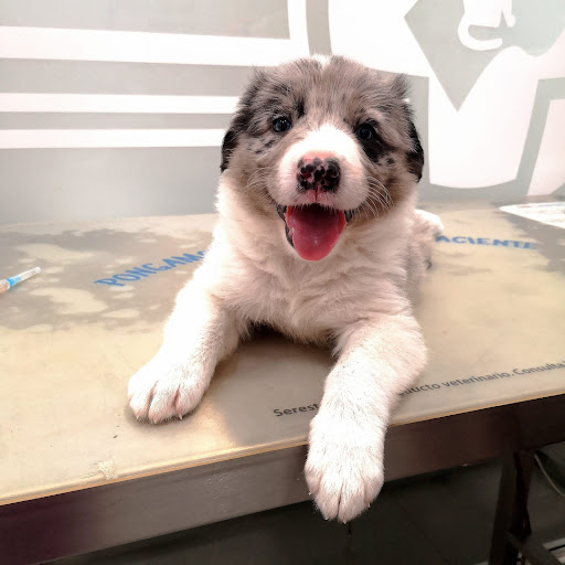 Clínica Veterinaria María Llaneza