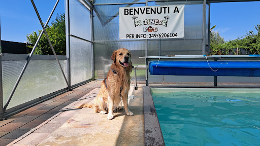 Wellness Dog - Visual