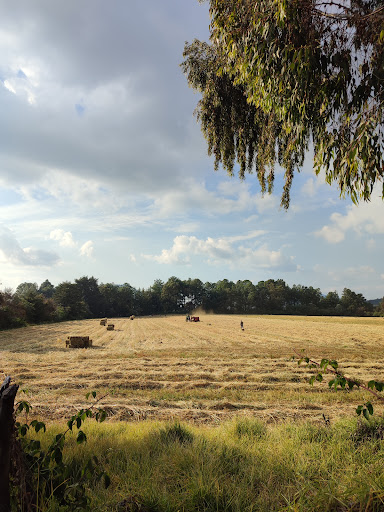 Quiosco Del Pino - Mexico