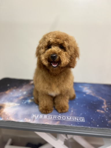 Aunty Eves Dog Grooming