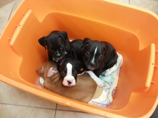 Crescent Veterinary Hospital - Thumbnail