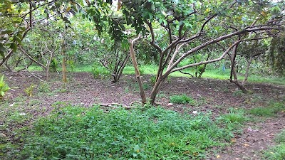 Photos of Lapau Jambak