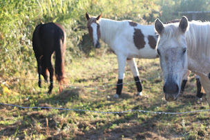 Photo n°22 de Les Sabots D’Otoroshi à Eyragues (Centre de randonnée équestre)