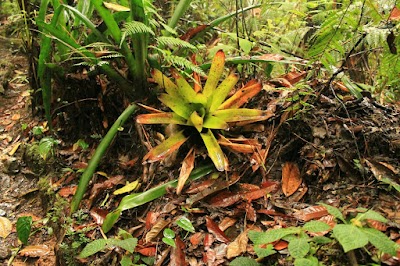 Photos of Biotopo Del Quetzal(main Entrance)
