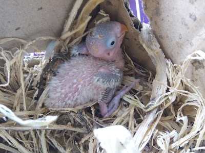 Photos of Arasy Bird Farm
