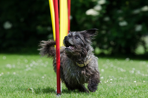 Happy Dogs Bolzano - Thumbnail